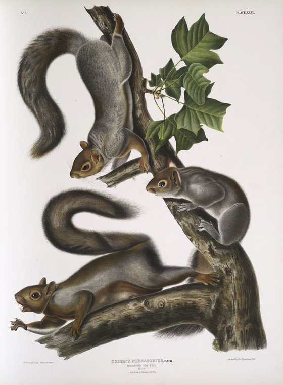 Sciurus migratorius, Migratory... Digital ID: 400038. New York Public Library